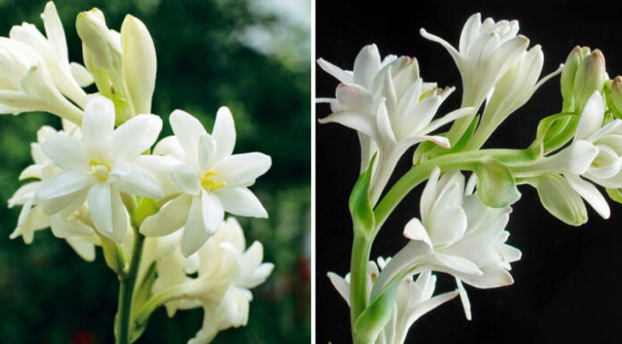 The Magic 4: Fragrant Plants to Keep Your Home Naturally Fresh