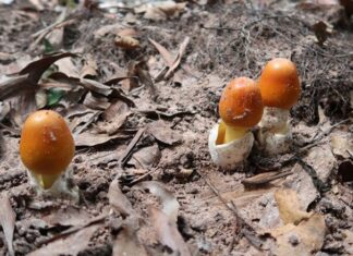 “Heaven’s Gift” Lies Beneath: A Rainy Delicacy with a Unique Flavor and Digestive Benefits, Priced at 500,000 VND per kg.