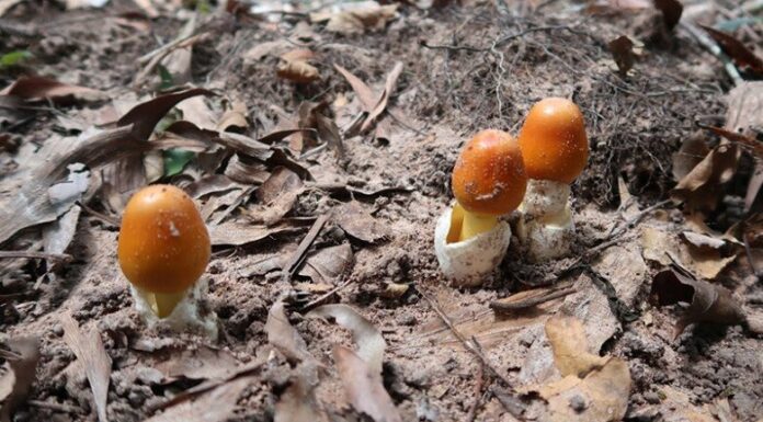 “Heaven’s Gift” Lies Beneath: A Rainy Delicacy with a Unique Flavor and Digestive Benefits, Priced at 500,000 VND per kg.