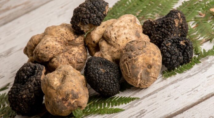 What Are Truffles? Benefits, Where to Buy, and Price