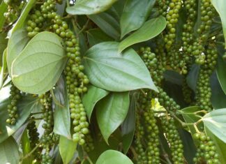 Should You Use Black Pepper or White Pepper?