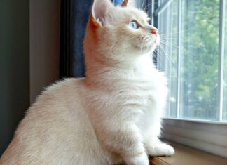 The Origin, Characteristics, Care Guide, and Price of the Munchkin Cat