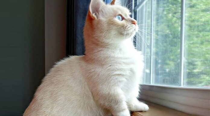 The Origin, Characteristics, Care Guide, and Price of the Munchkin Cat