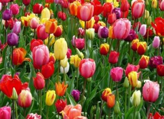 The History and Significance of Tulips: Unveiling the Meanings Behind Their Vibrant Colors