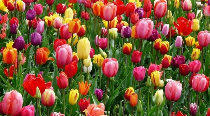 The History and Significance of Tulips: Unveiling the Meanings Behind Their Vibrant Colors