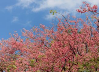 The Captivating West Mekong Crape Myrtle: Unveiling Its Origins, Unique Characteristics, and Cultural Significance