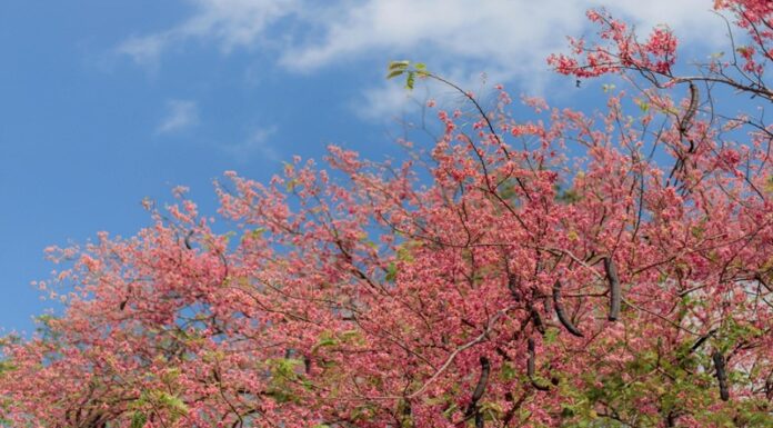 The Captivating West Mekong Crape Myrtle: Unveiling Its Origins, Unique Characteristics, and Cultural Significance