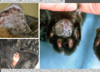 “Fungal Infections in Cats: Causes, Symptoms, and Treatment Options”