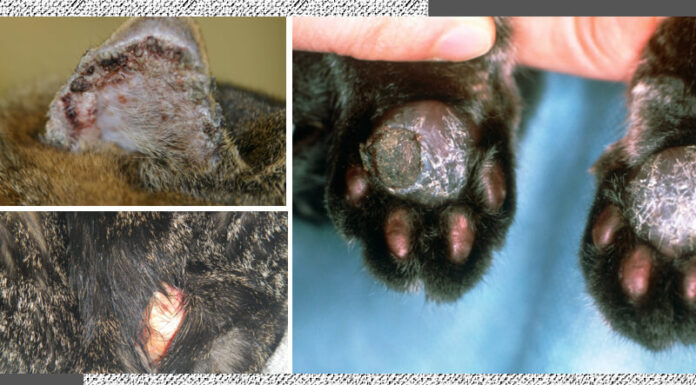 “Fungal Infections in Cats: Causes, Symptoms, and Treatment Options”
