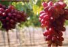 Fresh and Dried Grapes: Which is the Superior Snack?