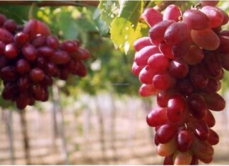 Fresh and Dried Grapes: Which is the Superior Snack?