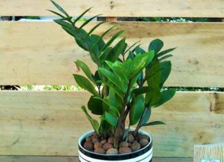 The Secrets to a Fortune-Inviting Balcony: A Feng Shui Guide