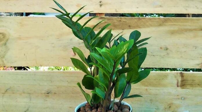 The Secrets to a Fortune-Inviting Balcony: A Feng Shui Guide