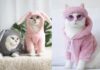 The Cutest and Most Adorable Pet Fashion Trends