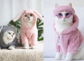 The Cutest and Most Adorable Pet Fashion Trends