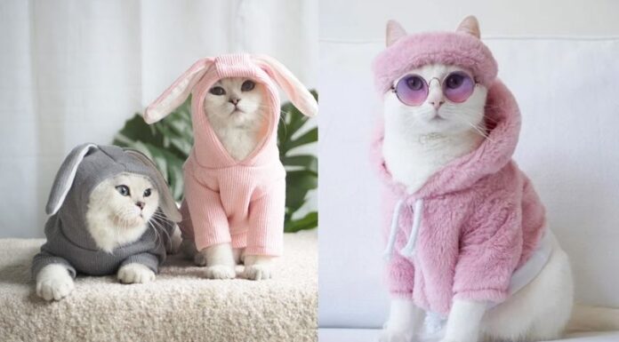 The Cutest and Most Adorable Pet Fashion Trends