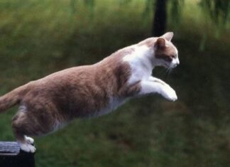 The Secrets Behind Our Feline Friends: Unveiling the Unknown Truths About Cats