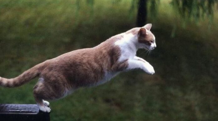 The Secrets Behind Our Feline Friends: Unveiling the Unknown Truths About Cats