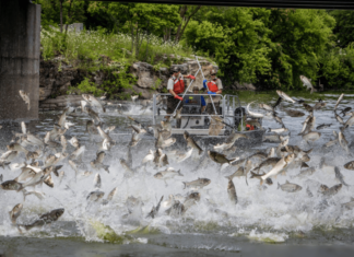Why Do Europeans and Americans Rarely Eat Freshwater Fish, While the Vietnamese Love It?