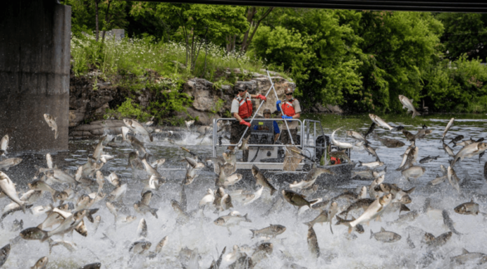 Why Do Europeans and Americans Rarely Eat Freshwater Fish, While the Vietnamese Love It?