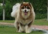 Is It Challenging to Own an Alaskan Malamute? The Ultimate Guide to Successful Alaskan Malamute Care.