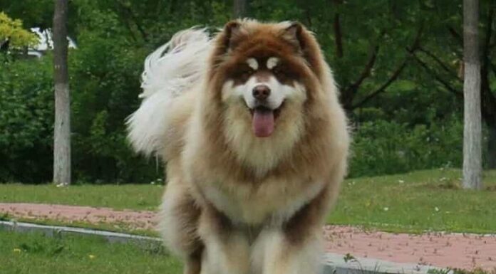 Is It Challenging to Own an Alaskan Malamute? The Ultimate Guide to Successful Alaskan Malamute Care.