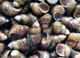 The Ultimate Guide to Quick-Cleaning Mud from Your Shellfish