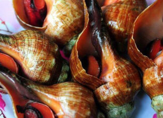 The Ultimate Guide to Red Snails: Where to Buy, How Much They Cost, and the Perfect Preparation Method