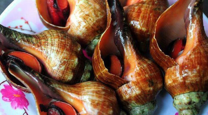 The Ultimate Guide to Red Snails: Where to Buy, How Much They Cost, and the Perfect Preparation Method