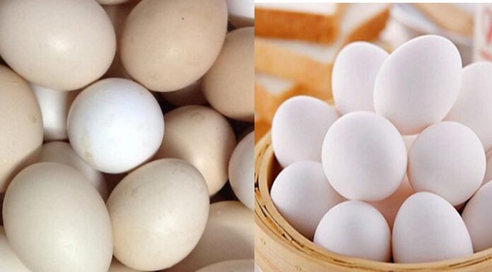 “Unraveling the Mystery: Distinguishing Between Free-Range and Factory-Farmed Bleached Eggs”