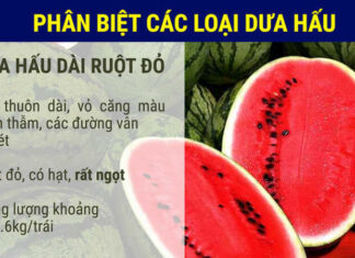 The Ultimate Guide to Choosing the Perfect Watermelon: A Tasty Treat