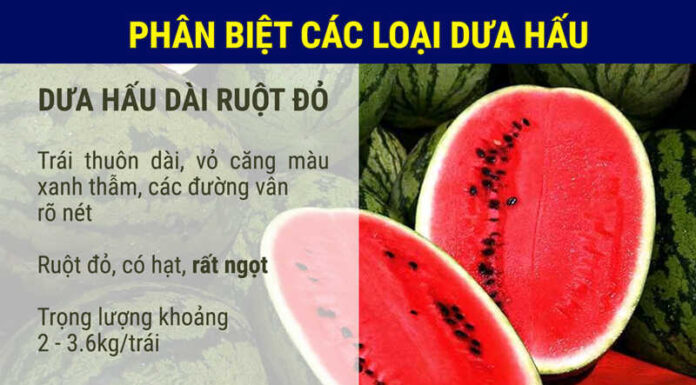 The Ultimate Guide to Choosing the Perfect Watermelon: A Tasty Treat