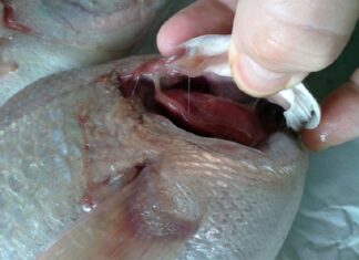 Distinguishing Fresh Natural Seafood from Chemically Preserved Seafood