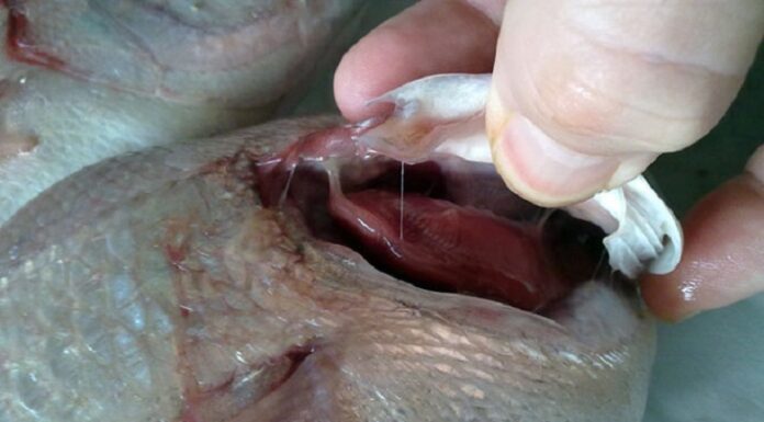 Distinguishing Fresh Natural Seafood from Chemically Preserved Seafood