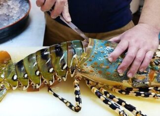 Lobster: A Guide to Identification and Delicious Recipes