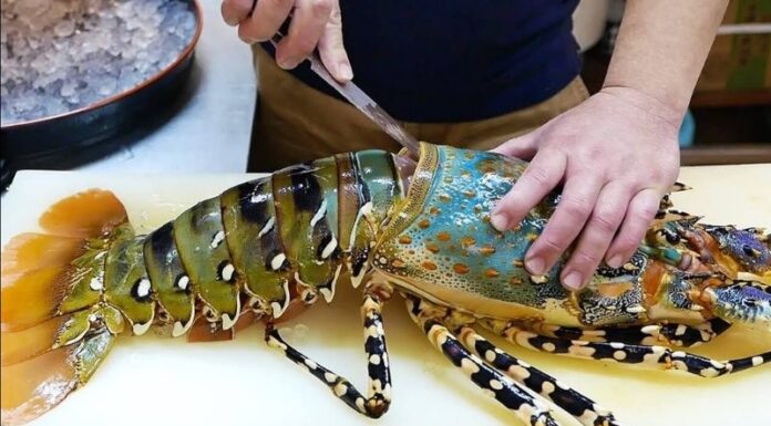 Lobster: A Guide to Identification and Delicious Recipes