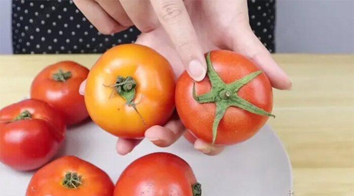 “The Easy Way to Tell if Your Tomatoes are Ripe or Ripened with Chemicals”