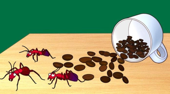 “Coffee: A Brew With Benefits Beyond the Mug”