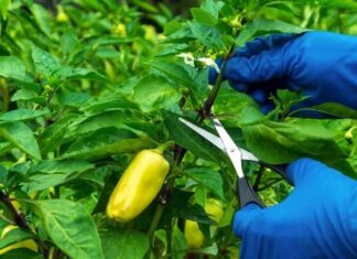 The Secret to a Bountiful Chili Pepper Harvest