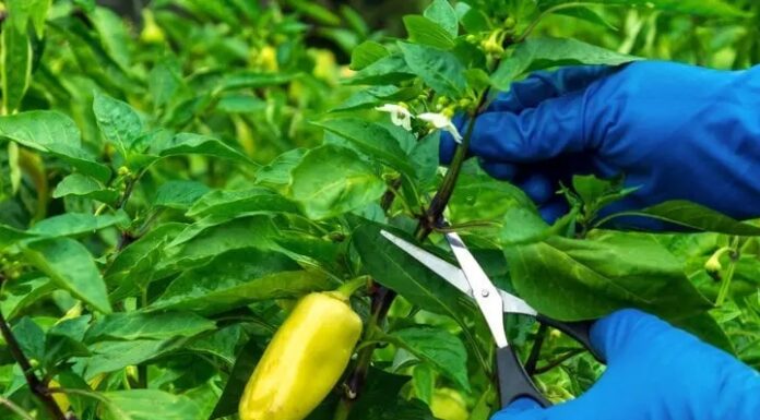 The Secret to a Bountiful Chili Pepper Harvest