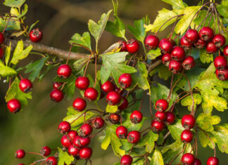 “The Ultimate Guide to Sourcing Mountain Ash Berries: Understanding Kilogram Pricing and Availability.”