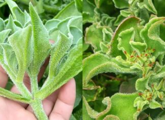 The Vegetable ‘Diamond’: Pricier Than Meat, Easy to Grow at Home with a Quick 2-Month Harvest