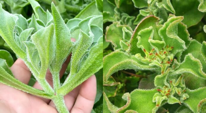 The Vegetable ‘Diamond’: Pricier Than Meat, Easy to Grow at Home with a Quick 2-Month Harvest