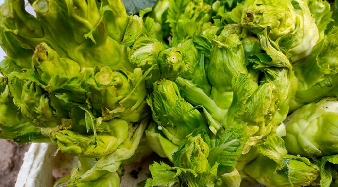 What is Stone Sprouts? Characteristics and Delicious Dishes from Stone Sprouts.