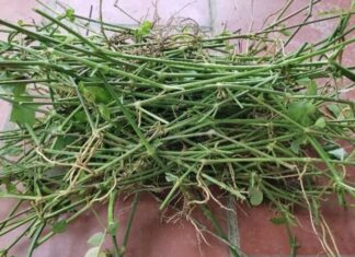 The Secret to Growing Delicious, Nutritious Vegetables in a Snap