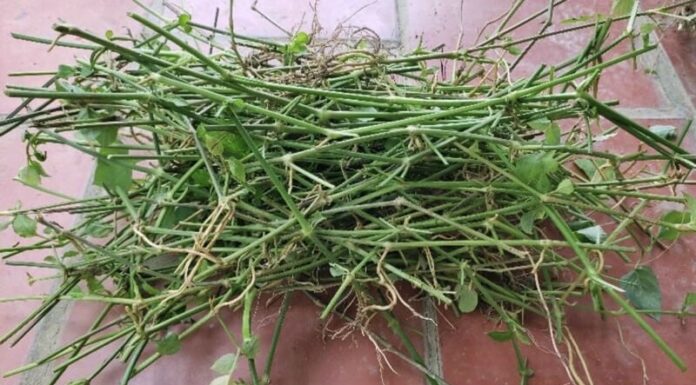 The Secret to Growing Delicious, Nutritious Vegetables in a Snap