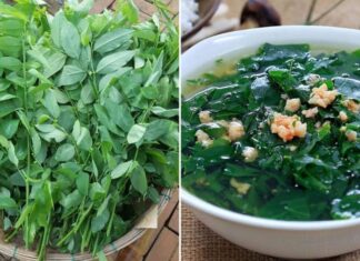 Delicious and Nutritious: Four Things to Avoid When Indulging in Rau Ngót to Stay Healthy