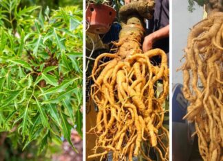 “Unlocking the Power of Root: A Guide to Using Eleuthero Root for Health and Vitality”