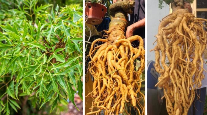 “Unlocking the Power of Root: A Guide to Using Eleuthero Root for Health and Vitality”