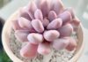 The Pink Pilea: Unveiling the Intriguing Features, Significance, and Cultivation Methods of this Captivating Plant